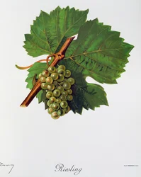 Riesling druer av Jules Troncy fra Ampelographie, Traite general de viticulture (Ampelography, General treaty of viticulture), vol II, av Pierre Viala (1859-1936) og Victor Vermorel (1848-1927), Paris