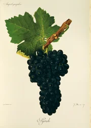 Syrah-drue av J. Troncy