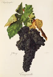 Tempranillo-drue av J. Troncy