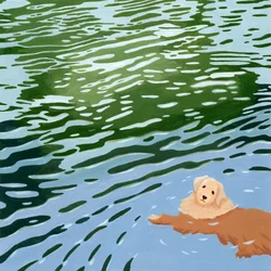 En svømmende golden retriever