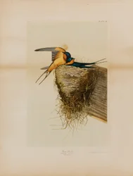 Låvesvale