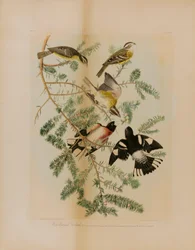 Rosenbrystet Grosbeak