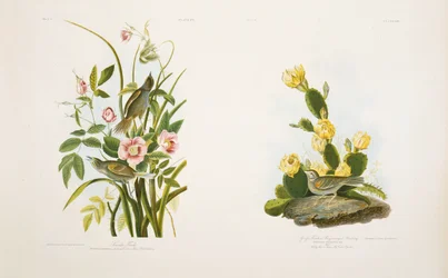 Seaside Finch/Grass Finch, eller Bay-Winged Bunting, etter J.J. Audubons "Birds of America"