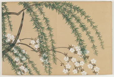 Flowers of a Hundred Worlds (Momoyogusa): Willow and Cherry (Yanagizakura)