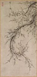 Prunus, 1600-tallet.