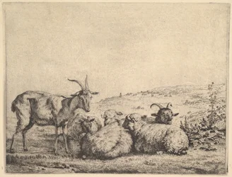 To geiter og tre sauer, 1655.