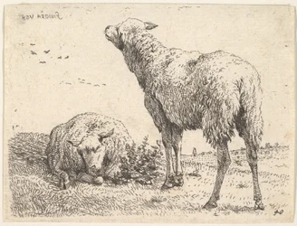 To sauer, den ene vist forfra i liggende stilling med beina foldet under..., ca. 1655.