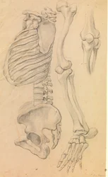 Ryggraden med thorax og bekken, profil til venstre; også bein i et venstre ben fra hofte til tåtupp og detaljer i et kne. (1662?).