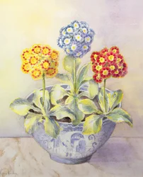 Auricula i en kinesisk gryte