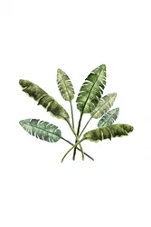 Fargerike tropiske blader