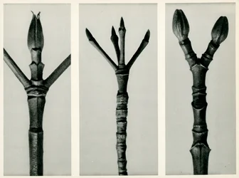 Cornus Nuttallii, 1929 (fotogravyr)