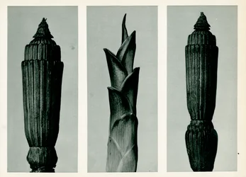 Kjerringrokk, 1929