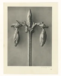 Plantestudier Arketyper av kunst: fotografiske bilder av planter (serietittel)