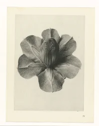 Plantestudier Arketyper av kunst: fotografiske bilder av planter (serietittel)