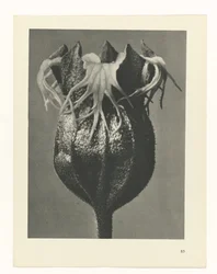 Planstudie Urformen der Kunst (serietittel)