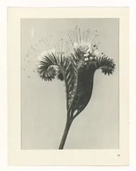 Planstudie Urformen der Kunst (serietittel)
