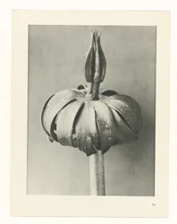 Planstudie Urformen der Kunst (serietittel)