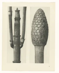 Planstudie Urformen der Kunst (serietittel)