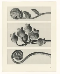 Plantestudie - Urformen der Kunst (serietittel)
