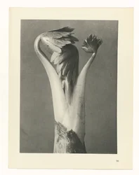 Plantestudie, Urformen der Kunst (serietittel)