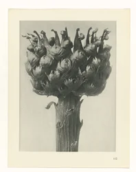 Plantestudie, Kunstens urformer (serietittel) 2