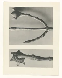 planlegge studie Archetypes of Art (serietittel)