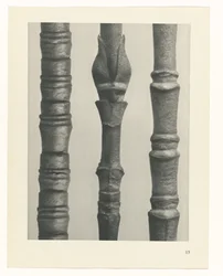 Planstudie Urformen der Kunst (serietittel)