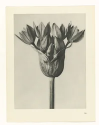 Plantstudie Urformen der Kunst (series title)   1330038   no       norwegian Successfully Translated  Original: Monkey-Flower, 1812, 1944. Translat: 