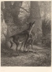 Doe og Fawn.
