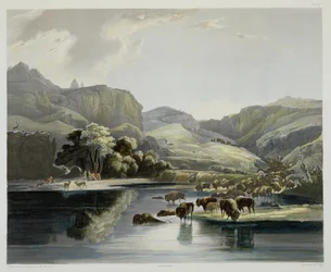 Herds of Bison and Elk on the Upper Missouri, plate 47 fra bind 2 av 