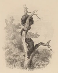 Les Ours The Bears, 18581874.