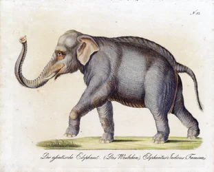 Asiatisk elefant (hun) (trykk)