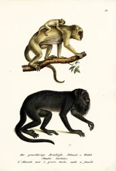 Svarte brøleaper, 1824