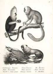 Buffy-headed silkeaper, Callithrix flaviceps (utrydningstruet) 1, og gylden løve tamarin, Leontopithecus rosalia (utrydningstruet) 2,3. Litografi av Karl Joseph Brodtmann fra Heinrich Rudolf Schinz