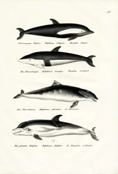 Forskjellige typer delfiner, 1824