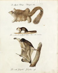 Glidende pattedyr (utskrift)