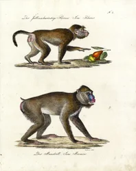 Hamadryas Bavian og Mandrill (trykk)