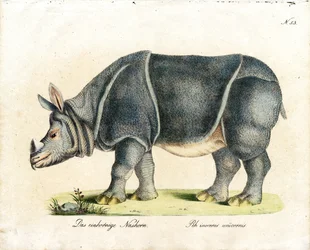 Indisk neshorn (trykk)