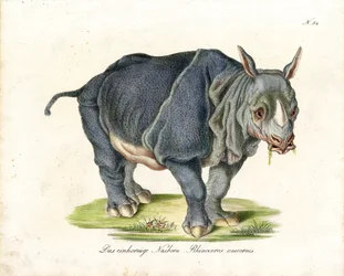 Indisk neshorn (trykk)