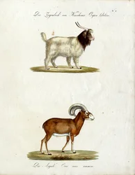 Kashmirgeit og muflon (trykk)
