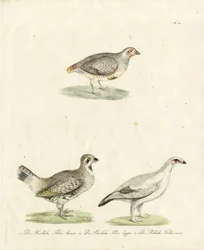 Rapphøne og Ptarmigan (trykk)