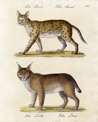 Serval og Lynx (trykk)