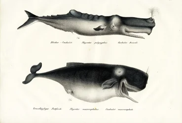 Spermhvaler, 1824