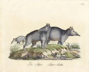 Tapir og Paca (trykk)