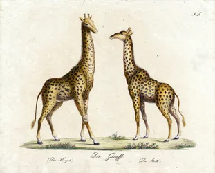 Sjiraffen (hann og hunn) (trykk)