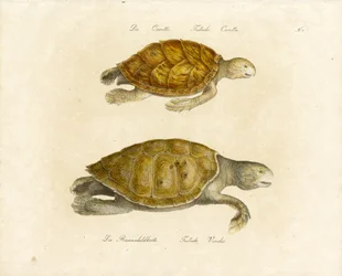 Loggerhead og grønn havskilpadde (trykk)