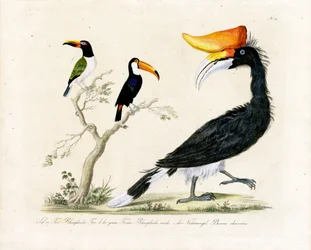 Tukan, trogon og hornfugl (trykk)