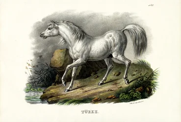 Tyrkisk hest, 1824