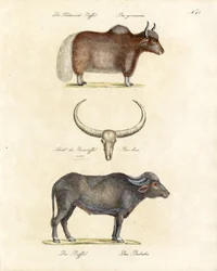 Ulike bøffelarter (trykk)