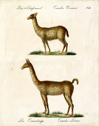 Vicuña og lama (trykk)